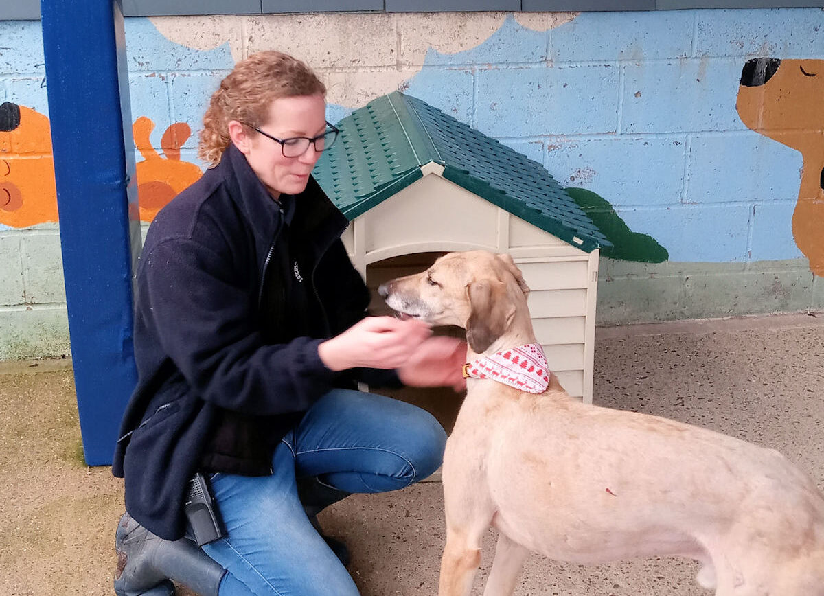 Playful Rescue Pooches Enjoy Exercise Outside in All Weather Conditions